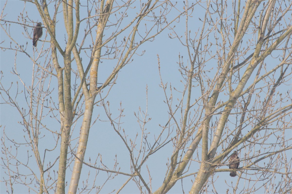 Common Buzzard - Salih MALAKCIOGLU