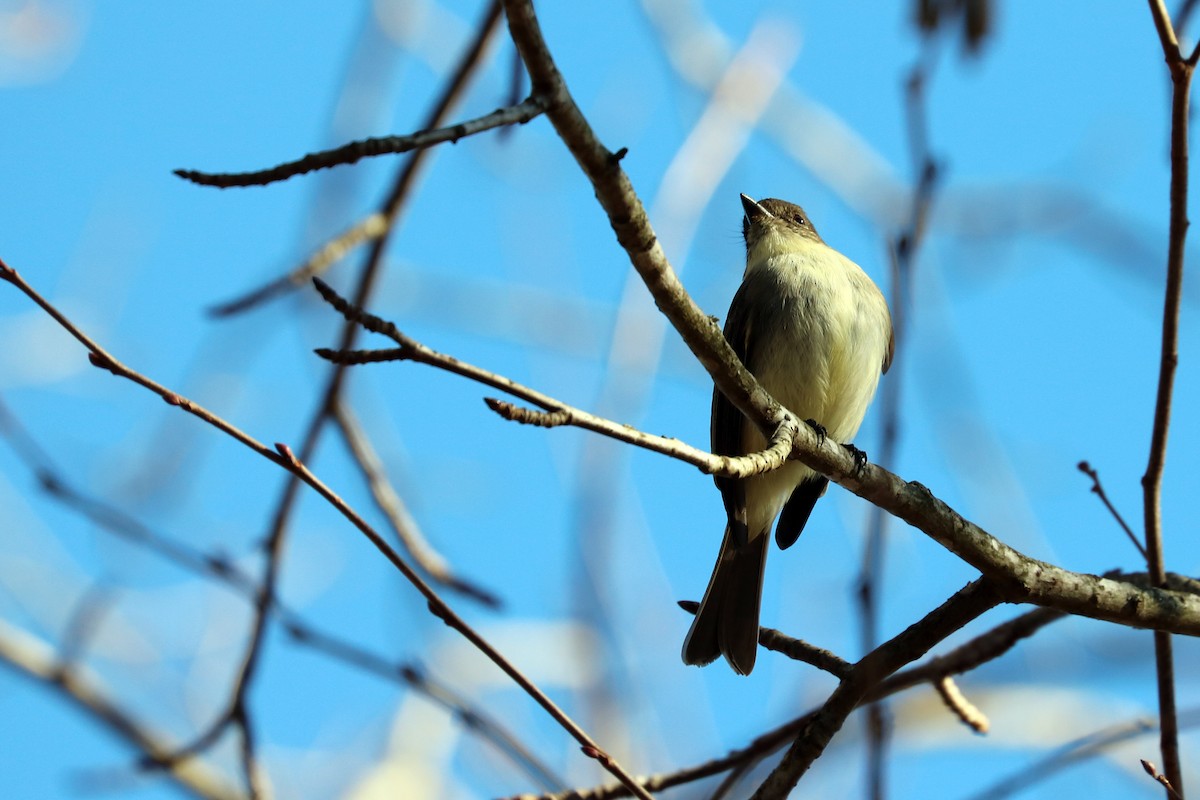 Eastern Phoebe - Colin Sumrall
