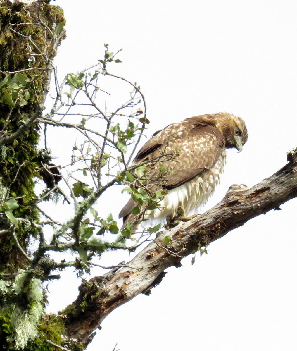 Red-tailed Hawk - Ketury Stein