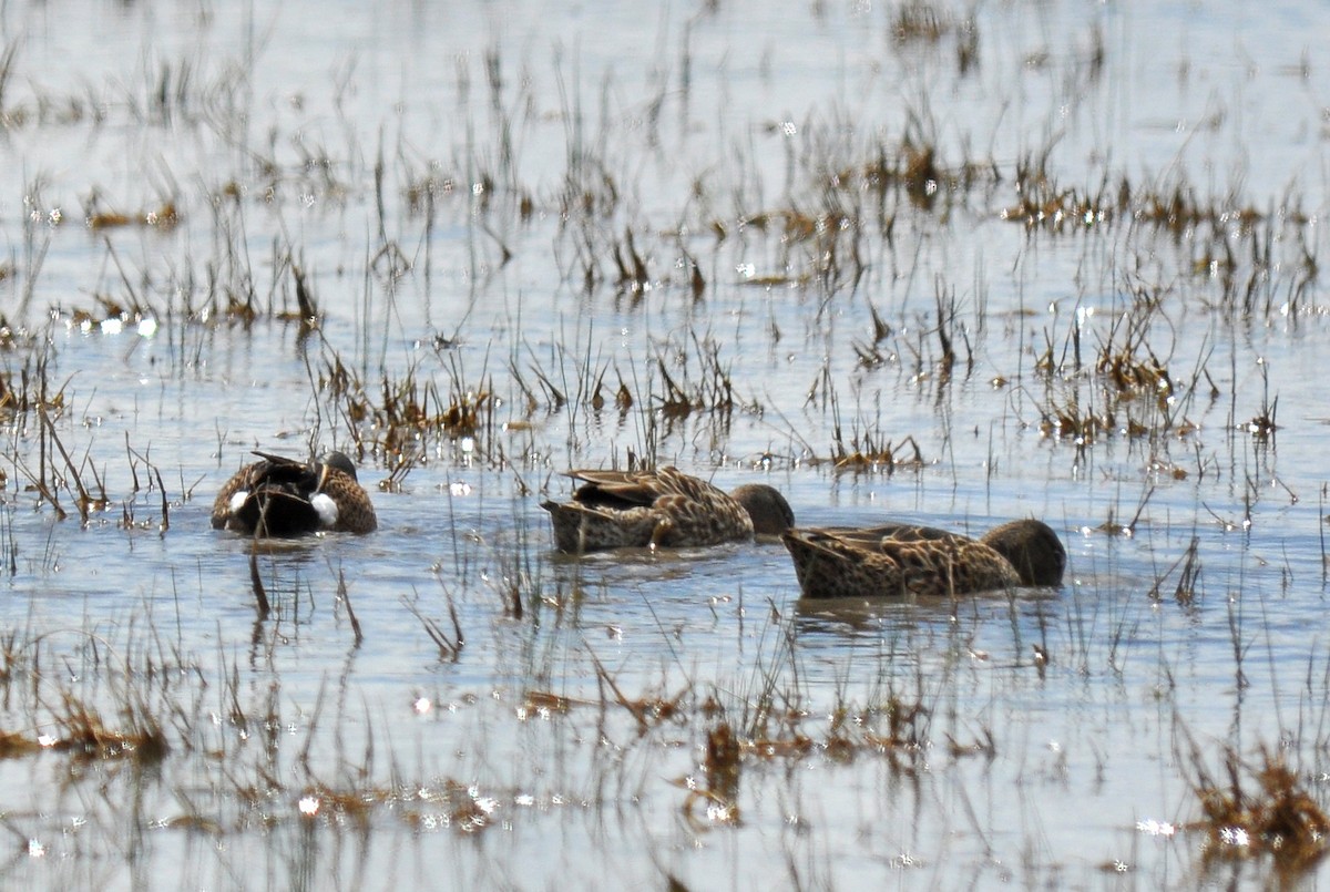 Blue-winged Teal - Ryan O'Donnell