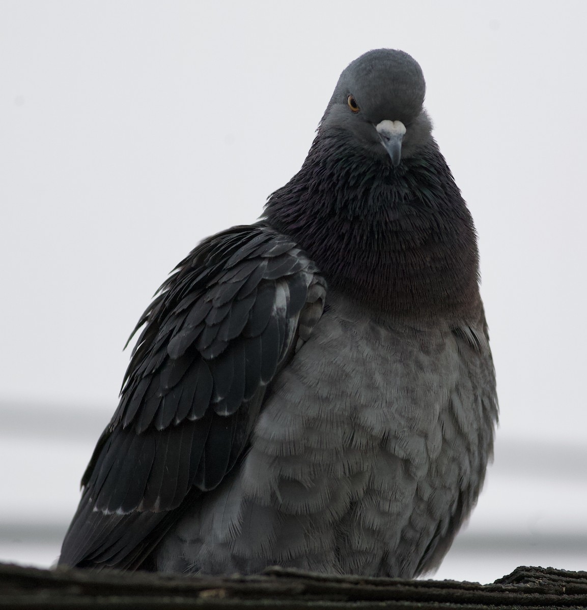 Rock Pigeon (Feral Pigeon) - Nick  Lund