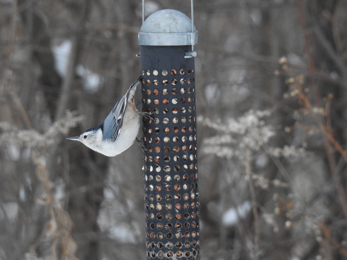 White-breasted Nuthatch - ML135765691