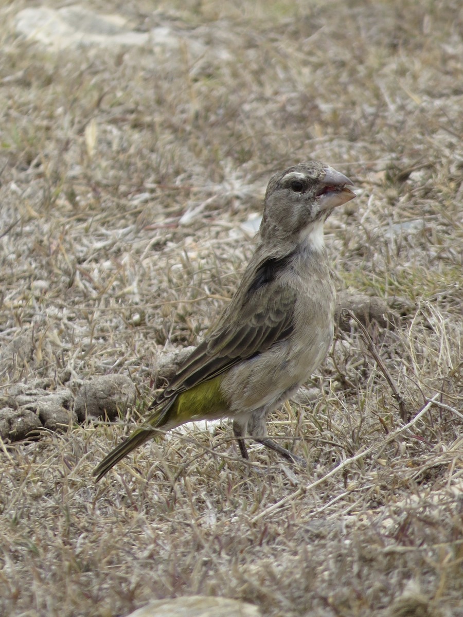 White-throated Canary - Billi Krochuk