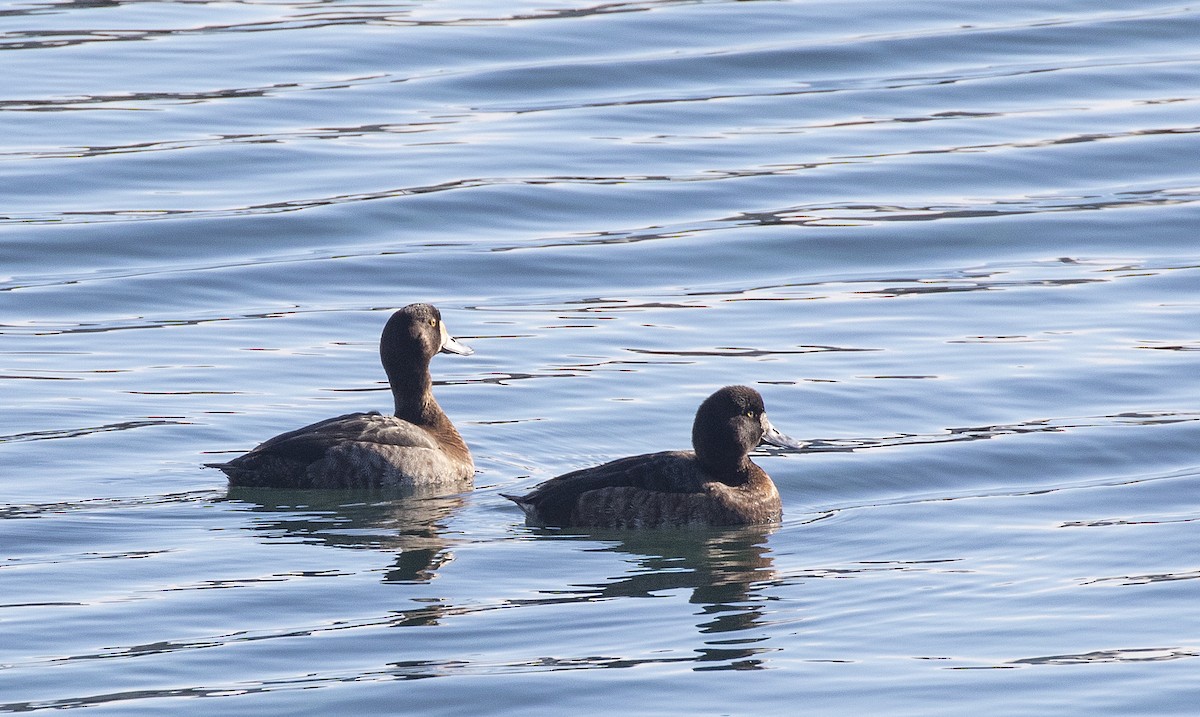 Greater Scaup - ML135767431