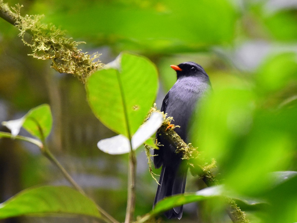 Black-faced Solitaire - ML135767681