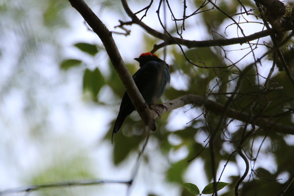 Swallow-tailed Manakin - Haydee Cabassi