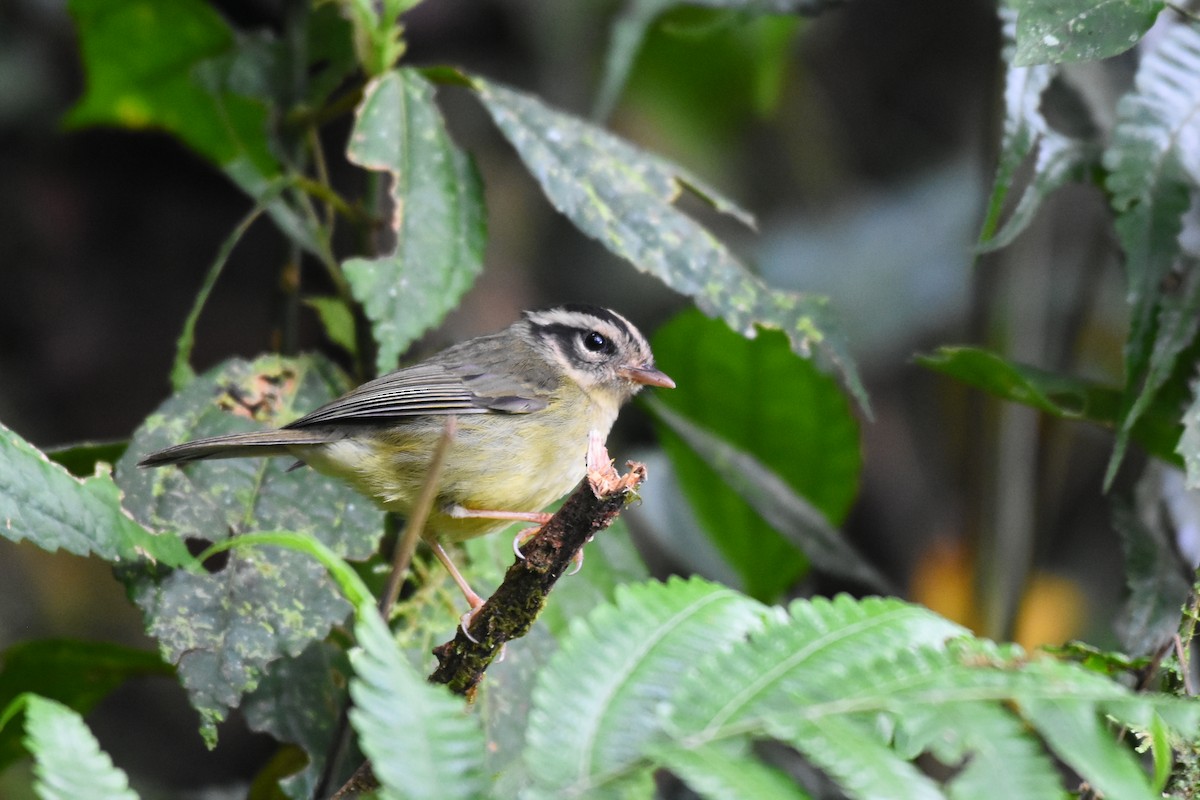 Costa Rican Warbler - Drew Beamer