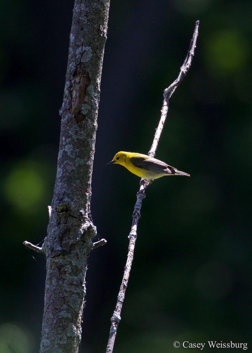 Prothonotary Warbler - Casey Weissburg