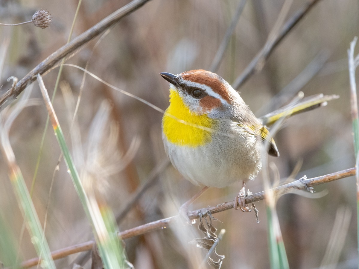 Rufous-capped Warbler - ML135772361