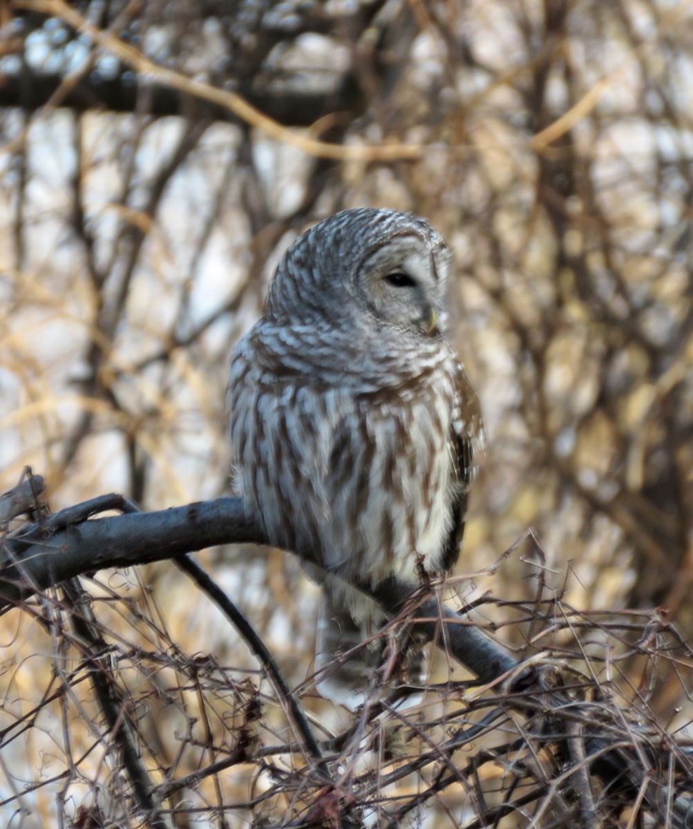Barred Owl - ML135772391