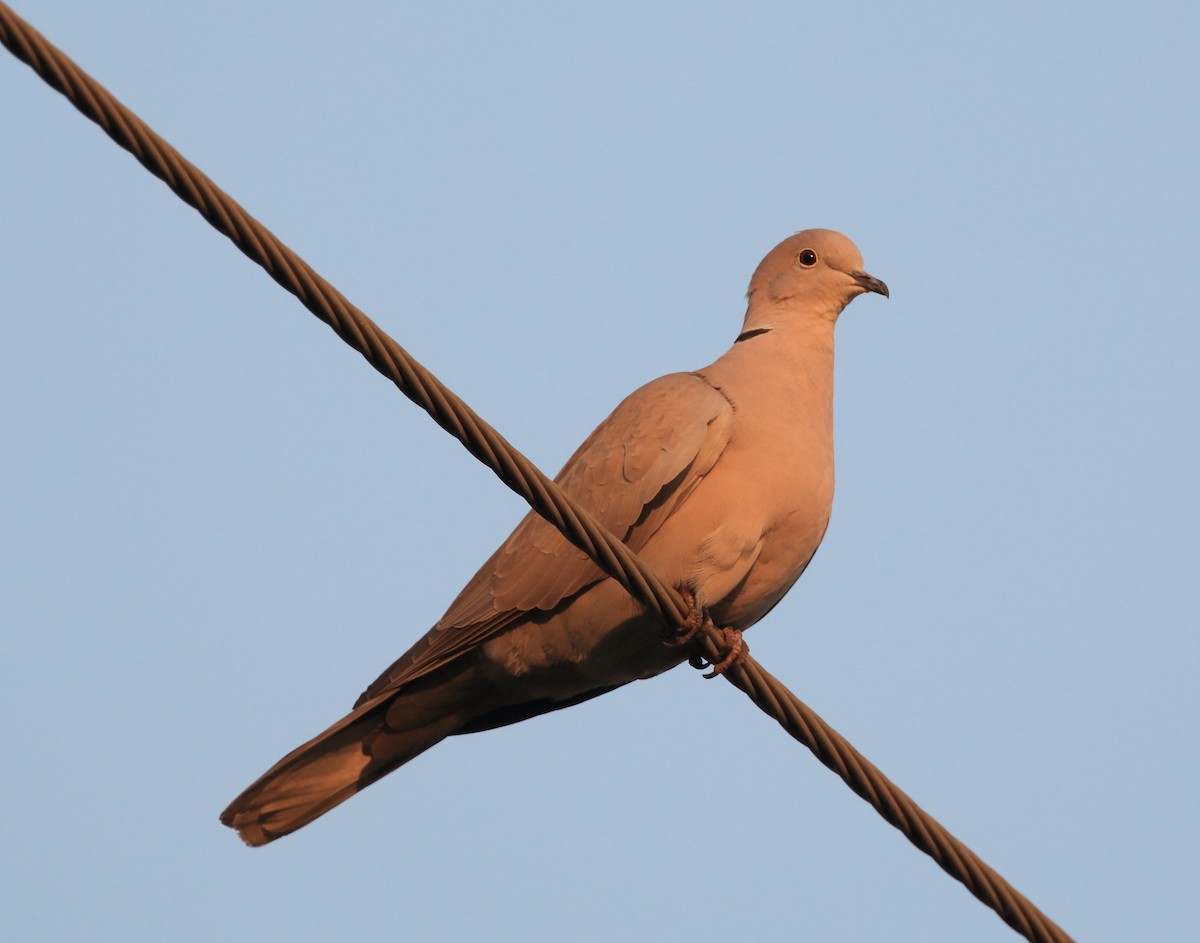 Eurasian Collared-Dove - Anuar López