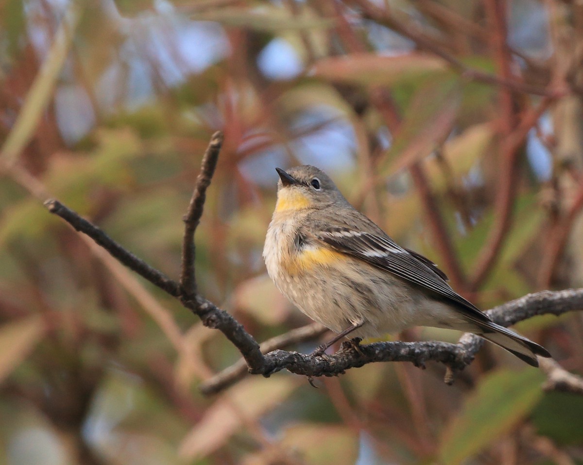 Yellow-rumped Warbler (Audubon's) - Anuar López