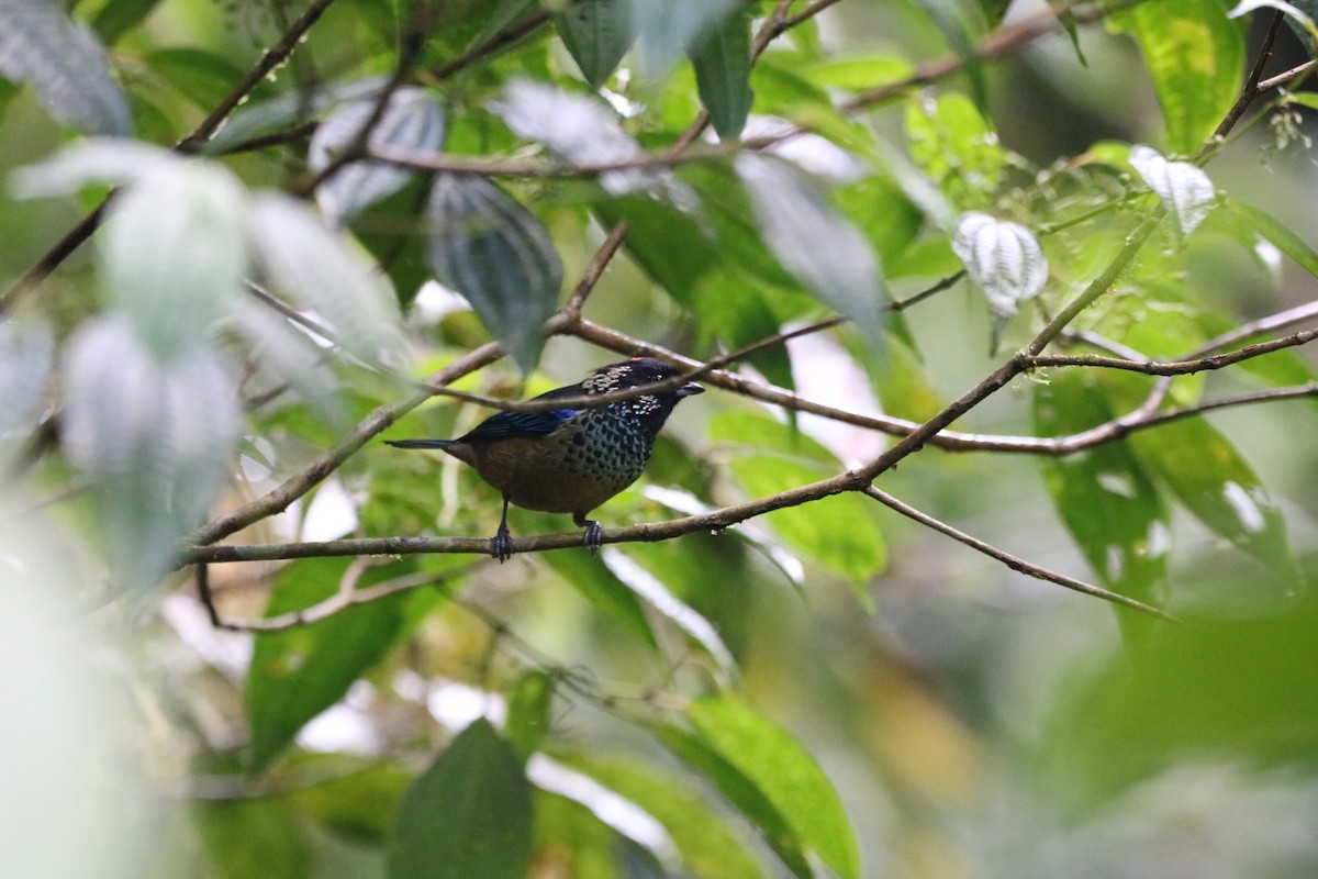Spangle-cheeked Tanager - ML135774791