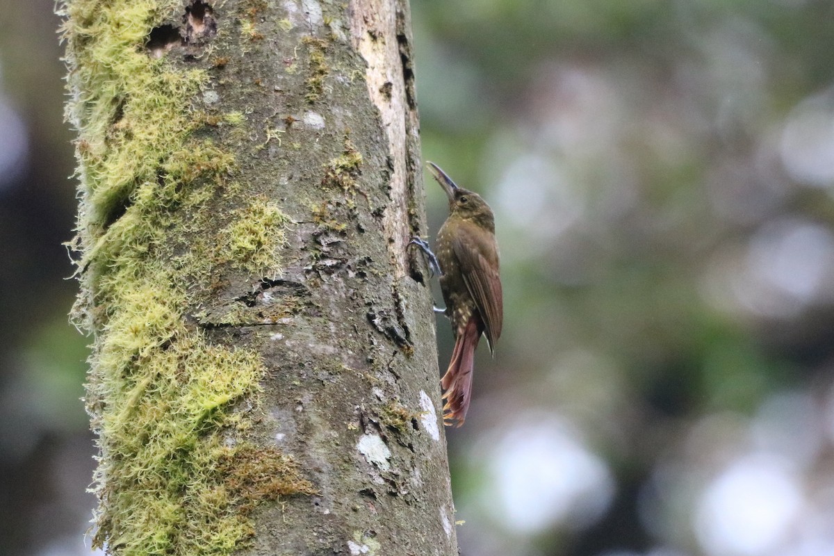 Spotted Woodcreeper - ML135775131