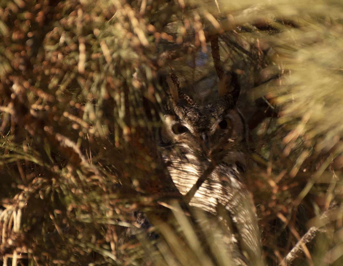 Great Horned Owl - ML135775331