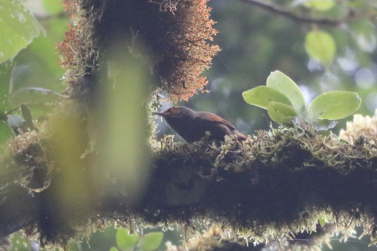 Red-faced Spinetail - ML135775601