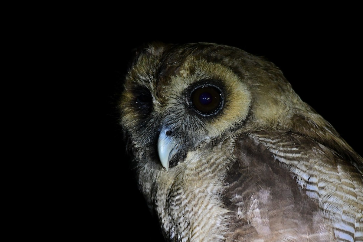 Brown Wood-Owl - HG Prashanthakumar
