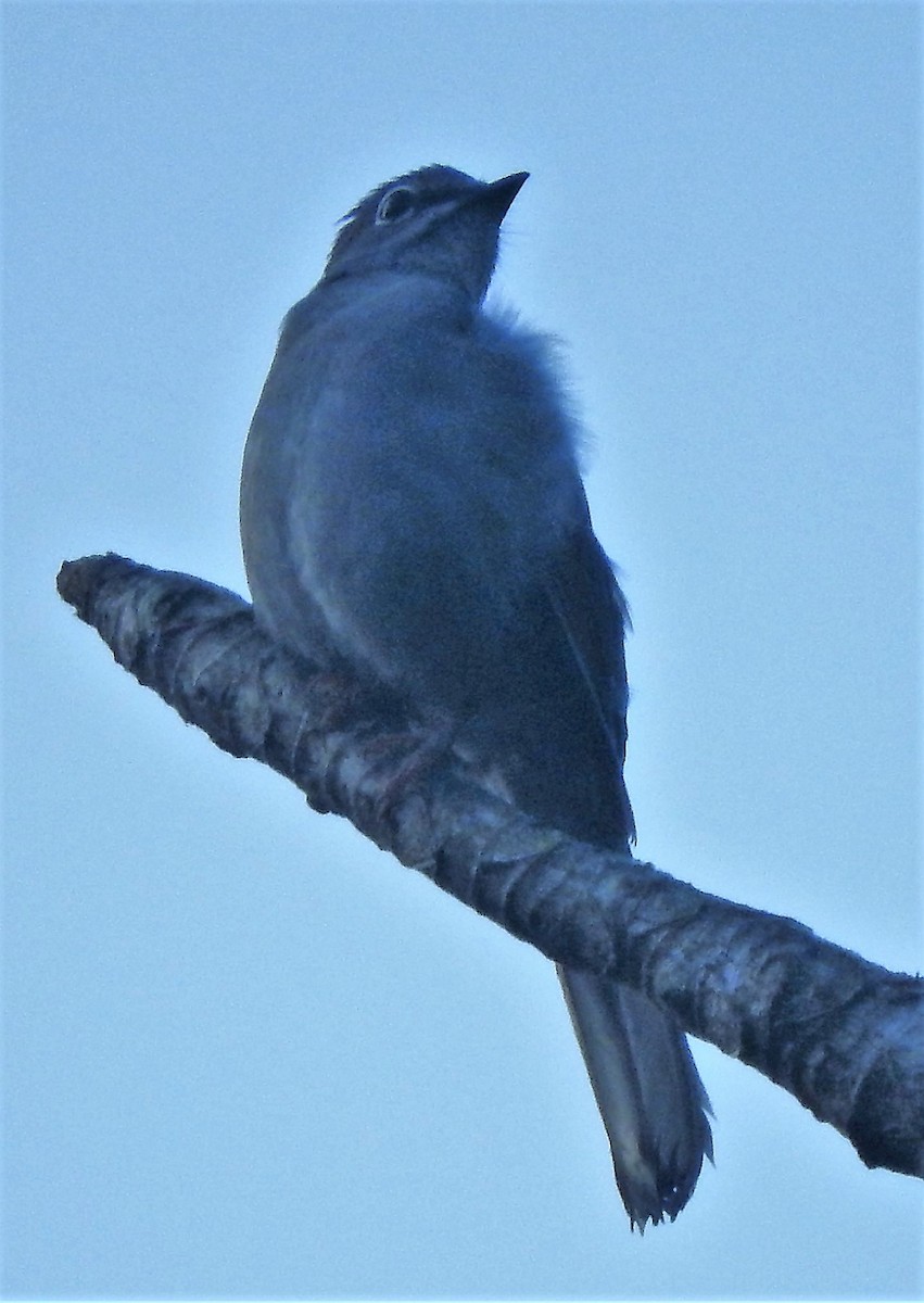 Brown-backed Solitaire - ML135777811