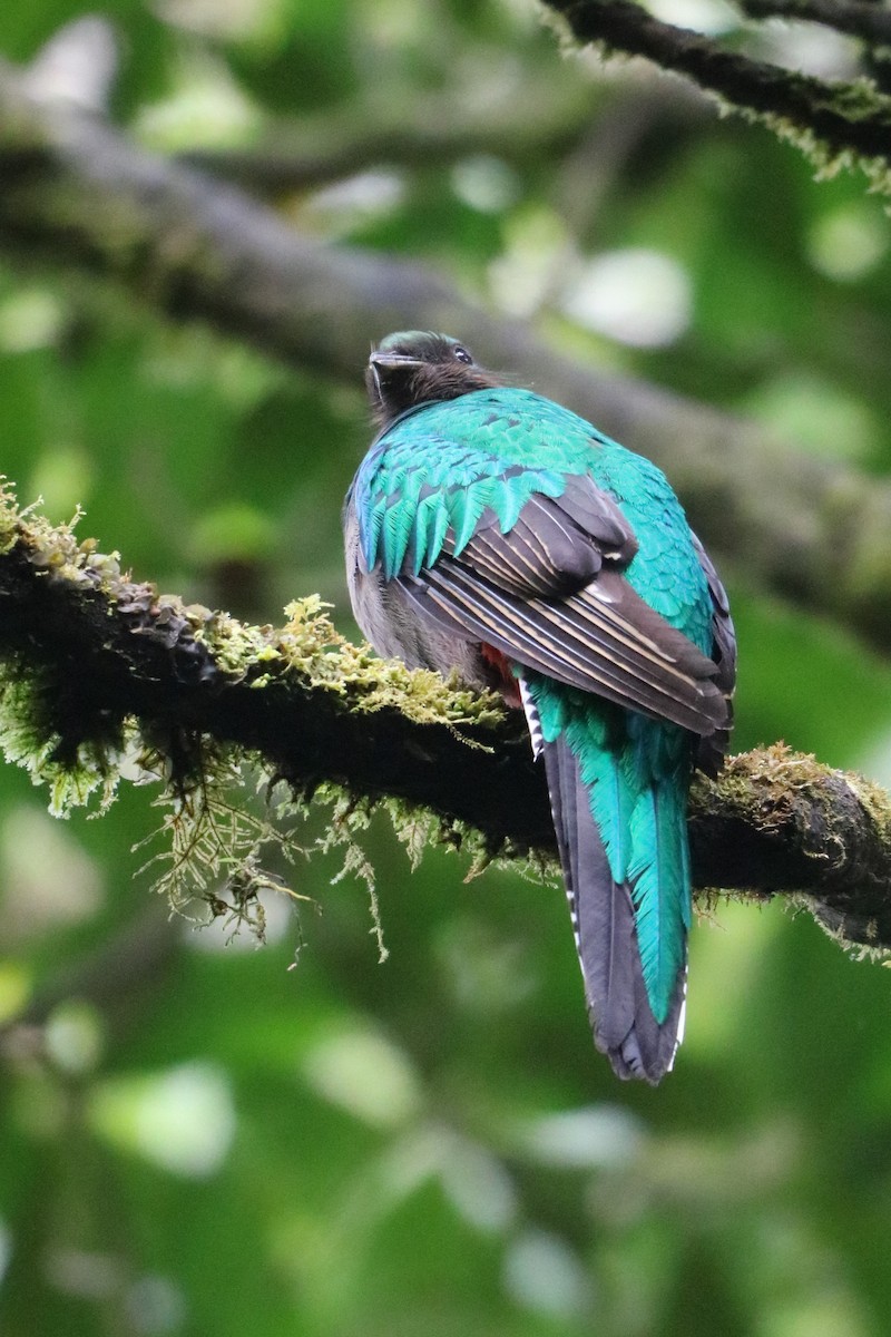 Quetzal Guatemalteco - ML135778501