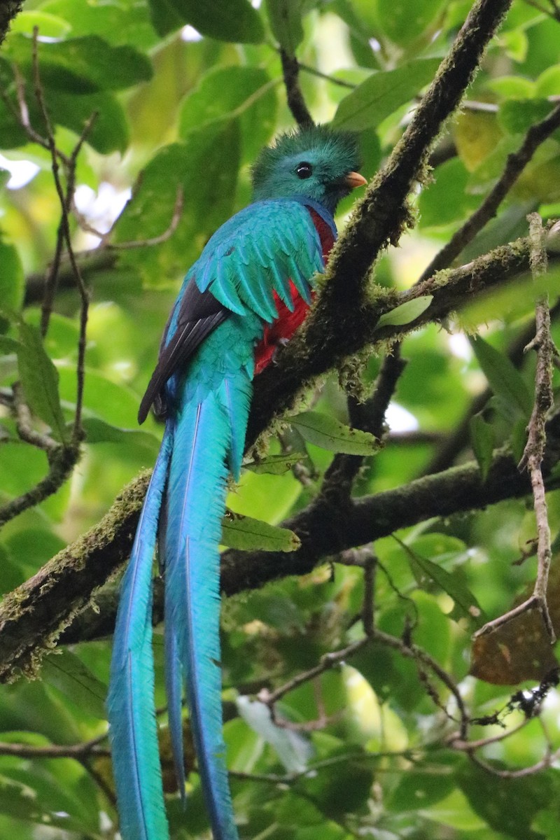 Quetzal resplendissant - ML135778751