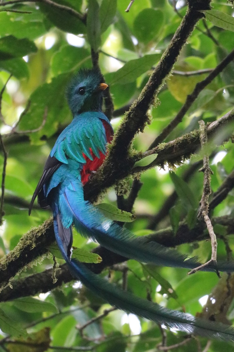 Quetzal Guatemalteco - ML135778761