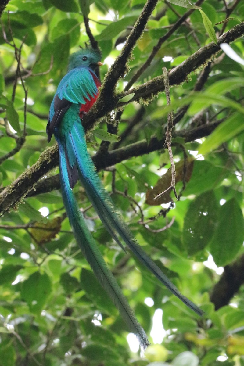 Quetzal Guatemalteco - ML135778771