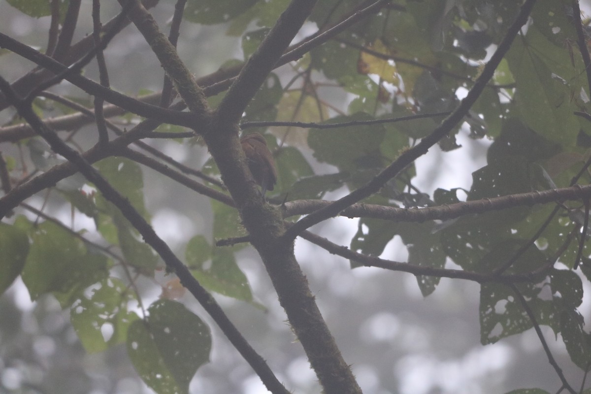 Smoky-brown Woodpecker - ML135779381