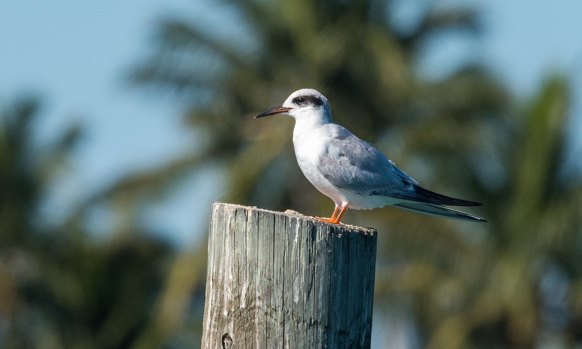 Forster's Tern - Sally Chisholm