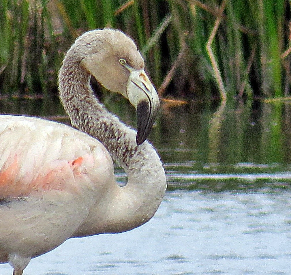 Chilean Flamingo - Ken Burton