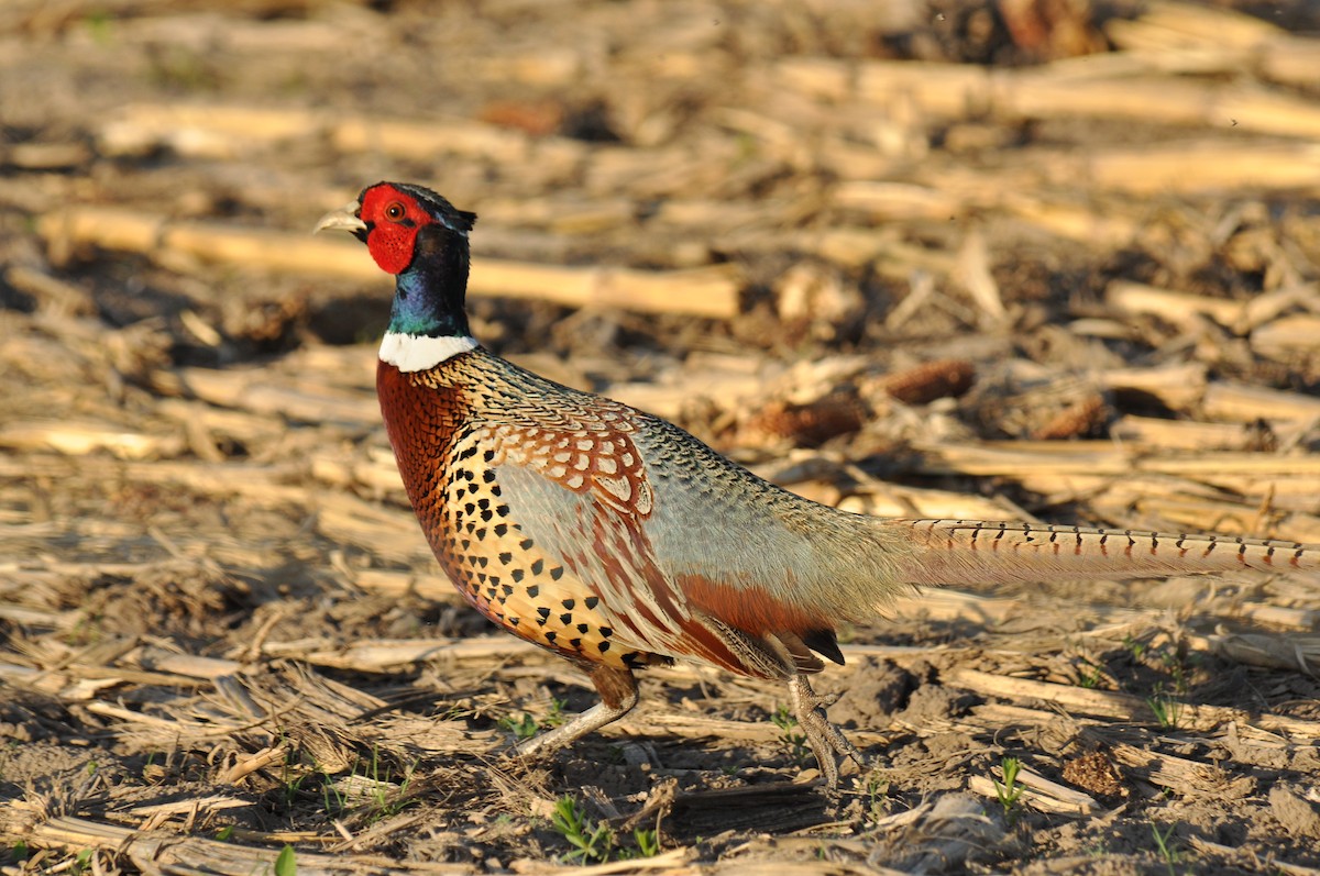 Ring-necked Pheasant - Ryan O'Donnell