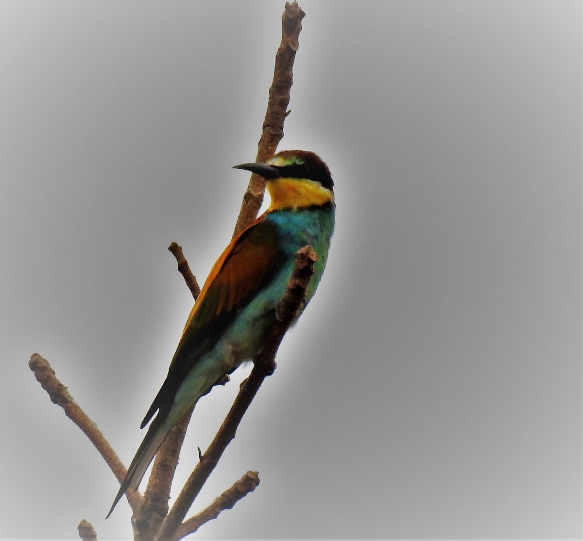 European Bee-eater - Sharon Lu