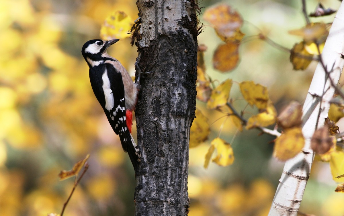 Great Spotted Woodpecker - Ken Burton