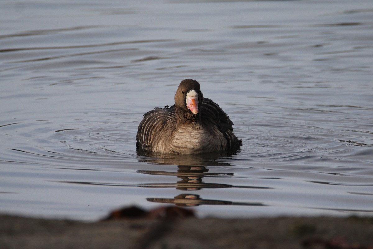 Greater White-fronted Goose - ML135796961