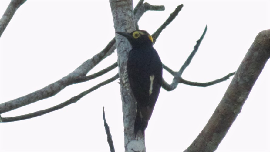 Yellow-tufted Woodpecker - Rick Folkening