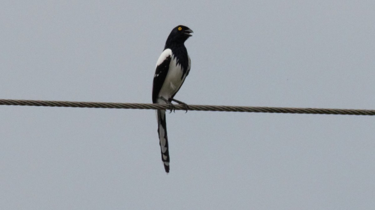Magpie Tanager - ML135798811