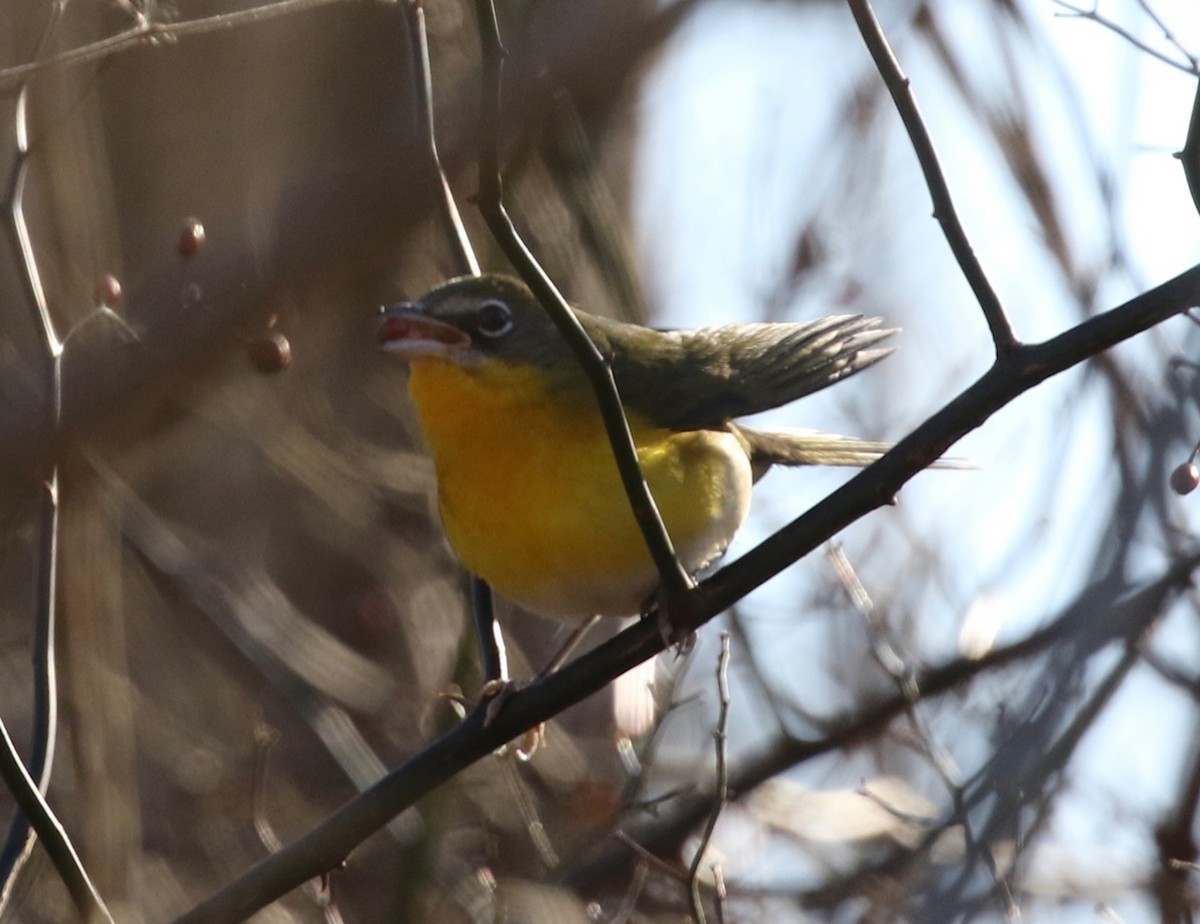 Yellow-breasted Chat - ML135799061