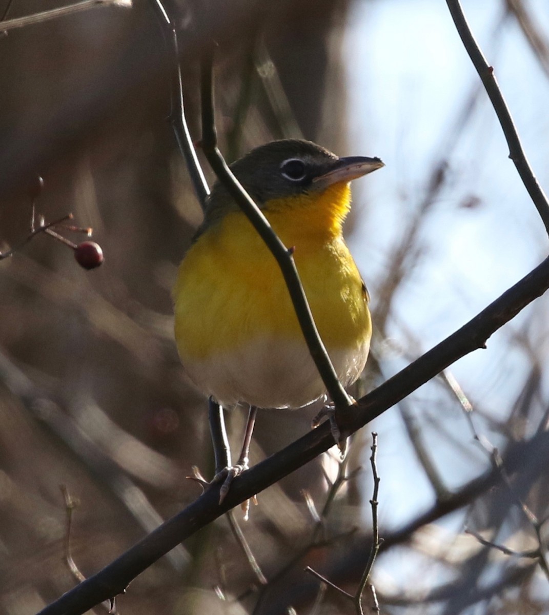 Yellow-breasted Chat - ML135799071