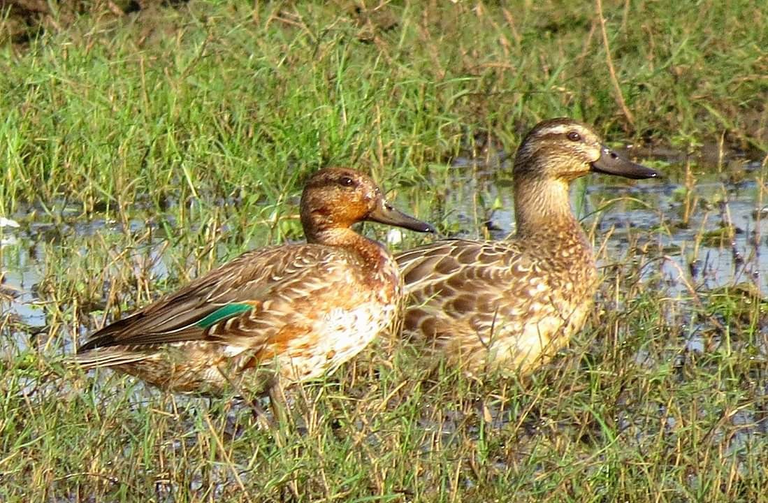 Green-winged Teal - ML135799691