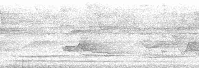 White-necked Thrush (Gray-flanked) - ML13580