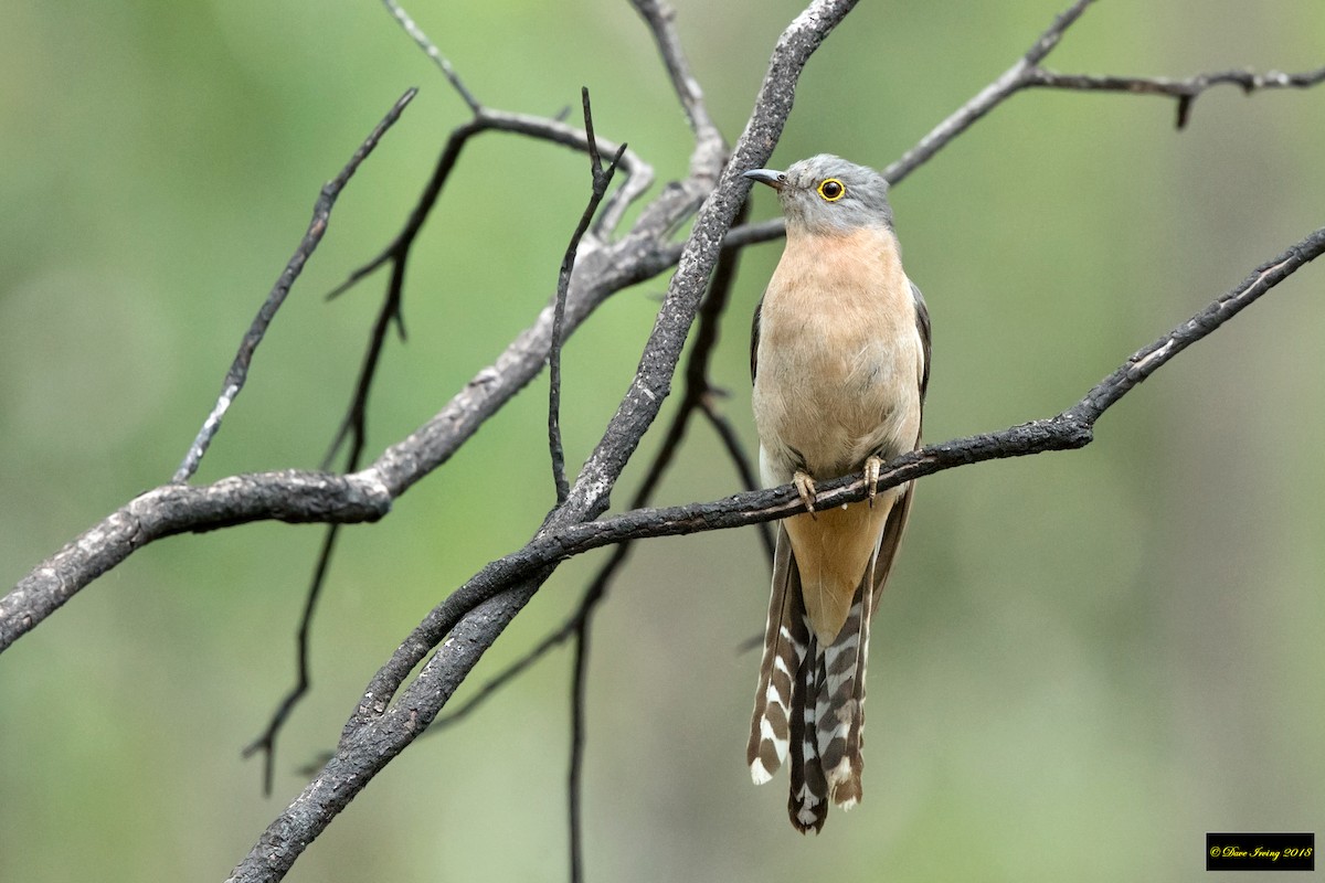 Fan-tailed Cuckoo - ML135805501