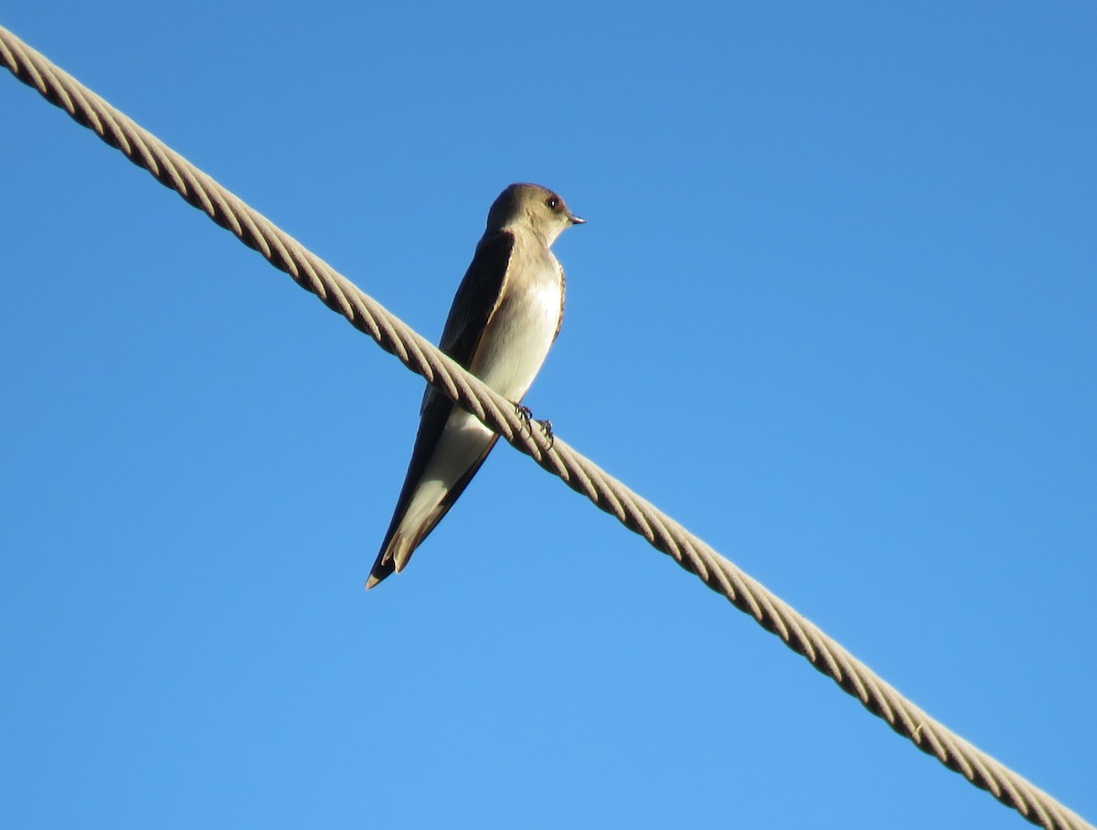 Northern Rough-winged Swallow - ML135806011