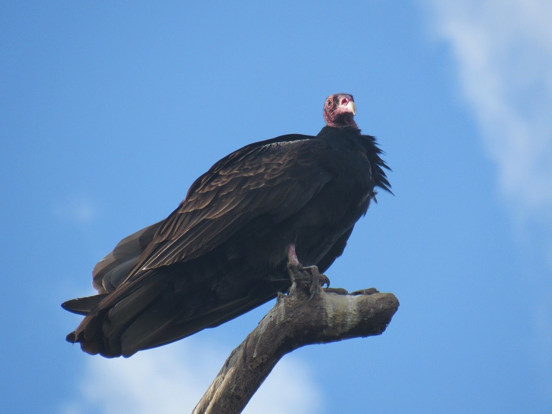 Turkey Vulture - Edwin Calderon