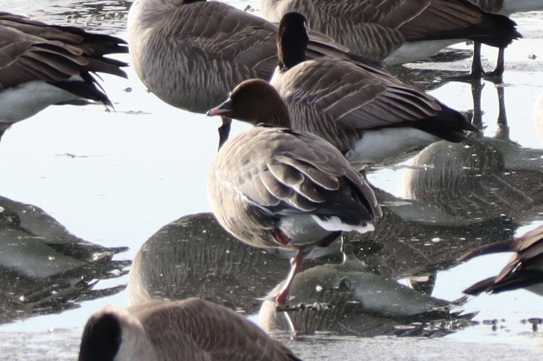 Pink-footed Goose - ML135806971