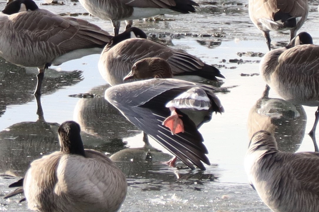 Pink-footed Goose - ML135806981