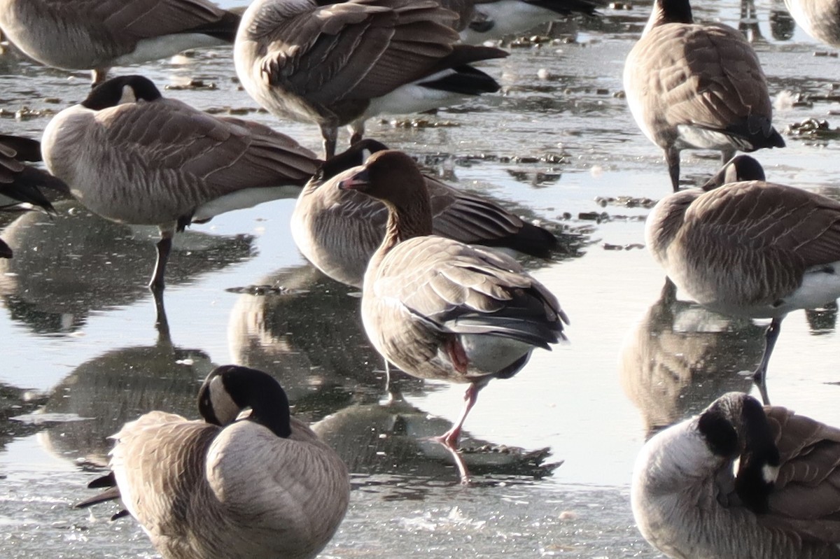 Pink-footed Goose - ML135806991