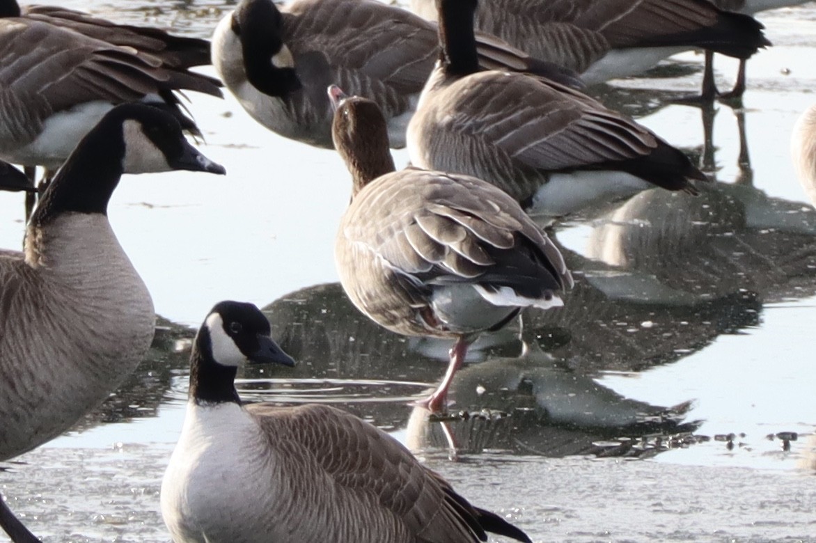 Pink-footed Goose - ML135807001