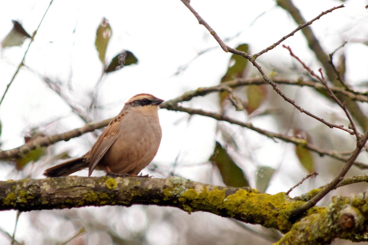 Striped Sparrow - Raúl Caballero (Mexihca Aves)