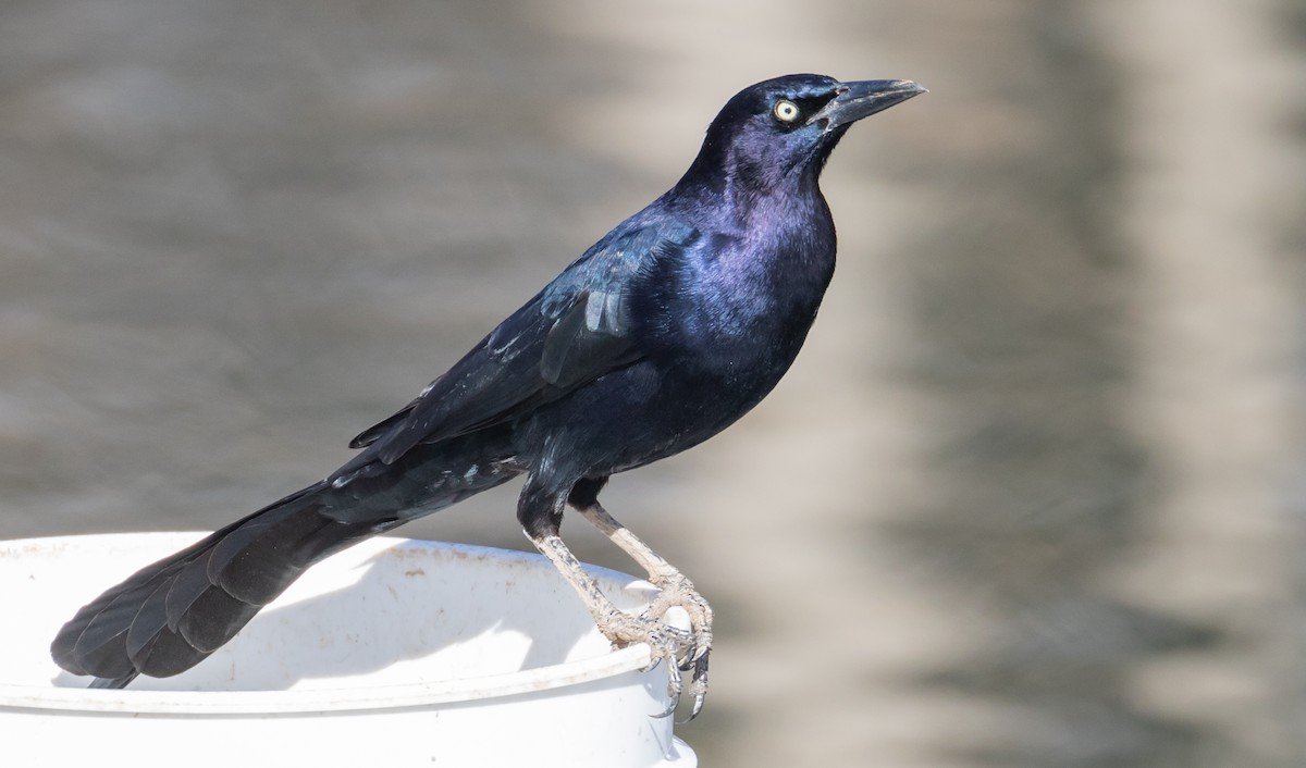 Great-tailed Grackle - ML135808101