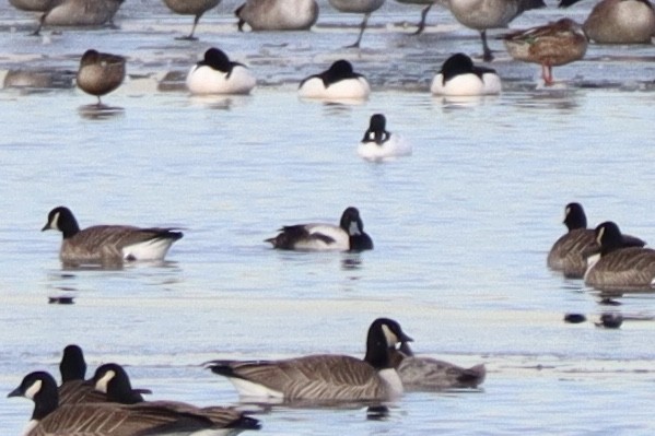 Greater Scaup - ML135808531