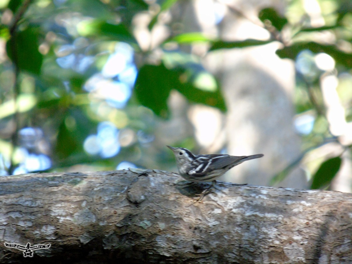 Black-and-white Warbler - ML135809051